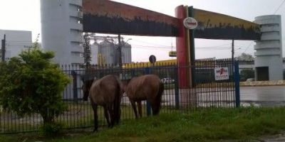 Cavalos soltos na BR-116 em Camaquã quase causam acidente. Eles foram recolhidos e continuam amarrados