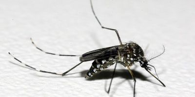 Saúde emite alerta para situação crítica de dengue no RS