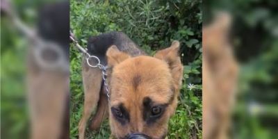 Cachorra é encontrada com focinho amarrado por fita isolante no interior de cidade gaúcha