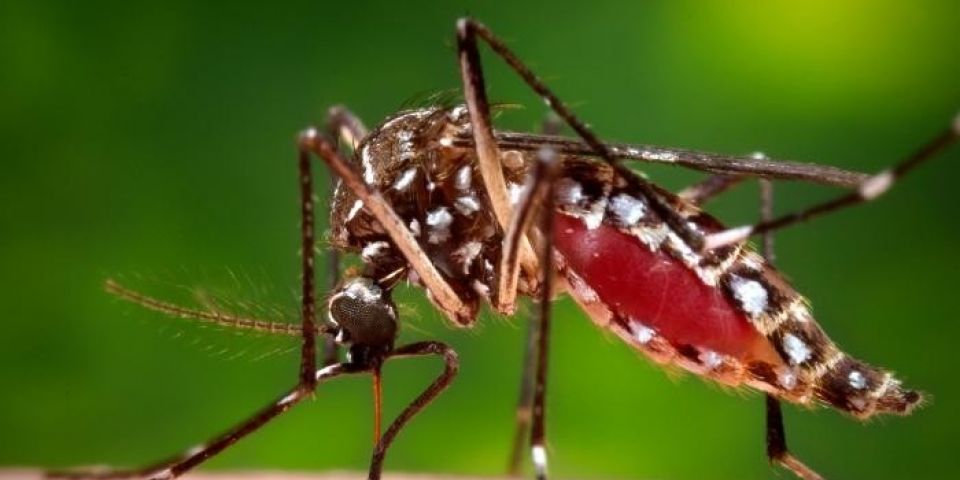 Mais quatro mortes por dengue são confirmadas no RS