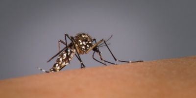 RS entra em alerta máximo contra a dengue