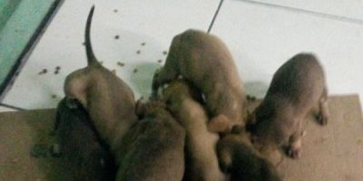 Homem descarta na rua saco com nove cachorrinhos em Tapes