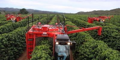 Cafeicultores aumentam lucro com colheita mecanizada seletiva