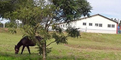 Internauta faz denúncia sobre cavalo solto em Sentinela do Sul