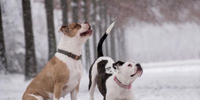 Cachorro no frio: o que fazer?