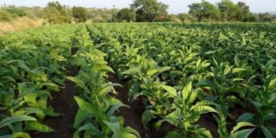 Camaquã pode integrar Associação dos Municípios Produtores de Tabaco