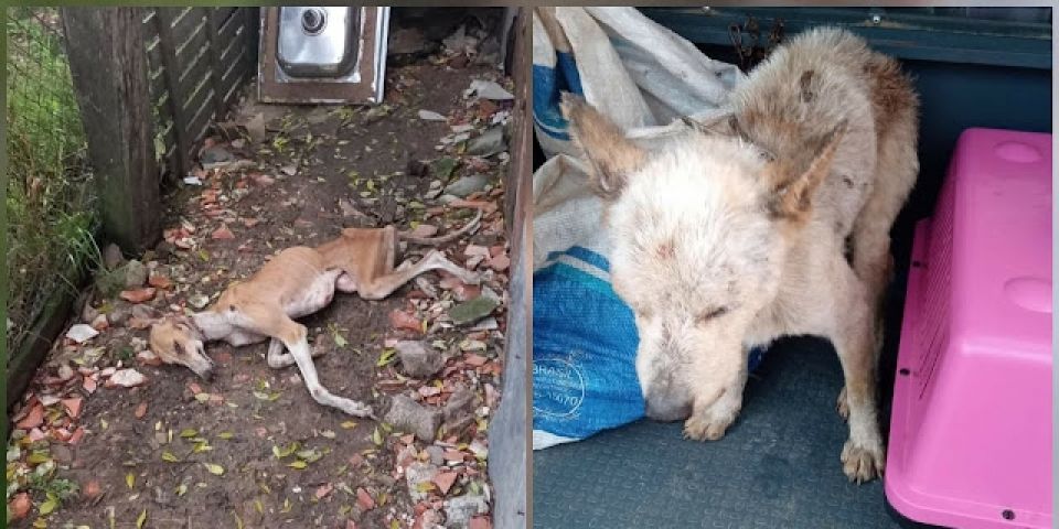 Homem é preso em flagrante por maus-tratos contra animais no RS