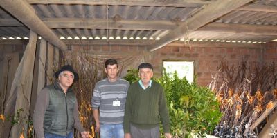 Secretaria de Agricultura e Abastecimento de Camaquã entrega mudas
