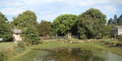 Horto Municipal de Camaquã produz mudas nativas e ornamentais