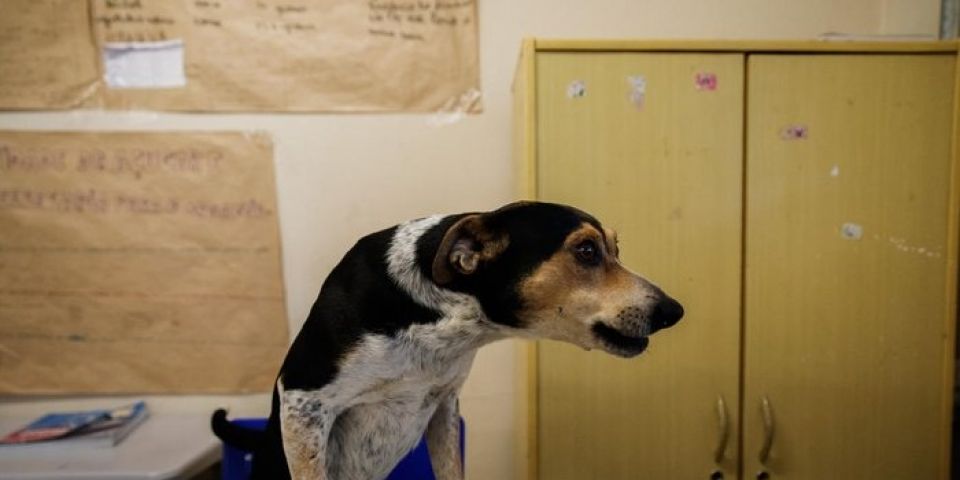 Conheça o cachorro que viralizou nas redes sociais