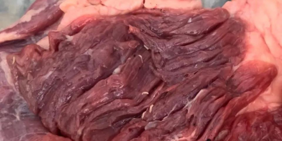 Churrasco termina mal após larvas serem achadas em peça de carne