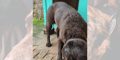 Cão desaparecido no bairro Ouro Verde é resgatado e reencontra família