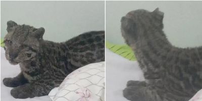 Jaguatirica é encontrada em cama de criança em MS