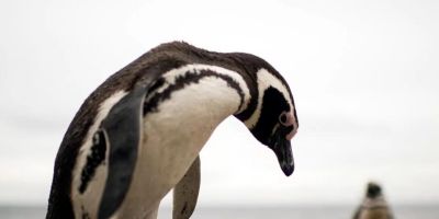 Ciclone mata centenas de pinguins na costa do sul do Brasil 