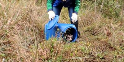  Equipe de resgate de fauna realoca gambá-de-orelha-branca em Cristal