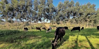 Produção sustentável, balanço de carbono e inovação: debates que estarão em evidência na 45ª Expointer