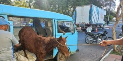 Guarda Municipal flagra cavalo sendo transportado dentro de uma Kombi em São Leopoldo