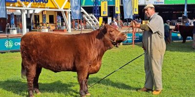 Preparação de animais para a Expointer começa aos primeiros meses de vida