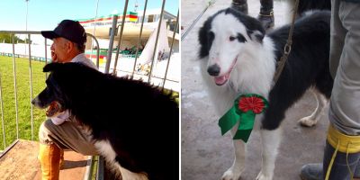 Cães de pastoreio mostram seu valor na Expointer