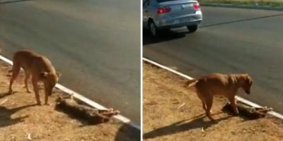 Cão fica ao lado de cachorra morta até dono ir buscá-los