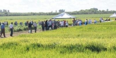 Cristal terá dia de campo nesta terça-feira
