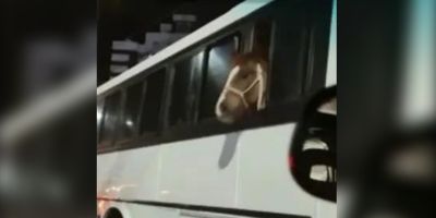 Motorista transporta cavalo dentro de ônibus em SC