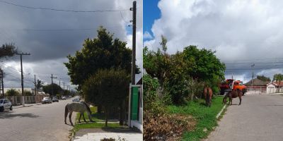 Camaquense flagra três cavalos soltos no bairro Maria da Graça