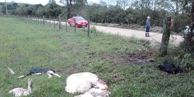 Ocorrência de furto abigeato impressiona pela ousadia em Sentinela do Sul