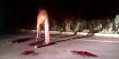 Cavalo solto na pista causa acidente na ERS-350 em Dom Feliciano