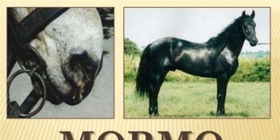 o que é a doença Mormo?