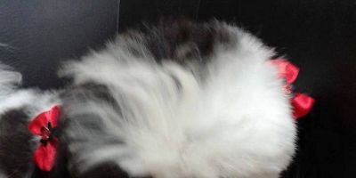 Camaquã - procura-se uma cachorrinha que fugiu de casa, ao lado da escola Mahatma Gandhi