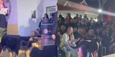 Vira-Lata invade desfile de moda e é aplaudido por público