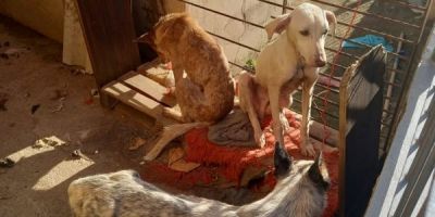 Três cães em situação de abandono são resgatados pela Arca no bairro Hípico em Camaquã