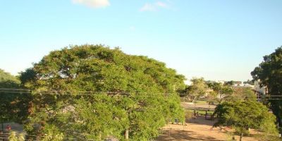 Secretaria Municipal do Meio Ambiente está realizando Projeto de Identificação Florística em Camaquã