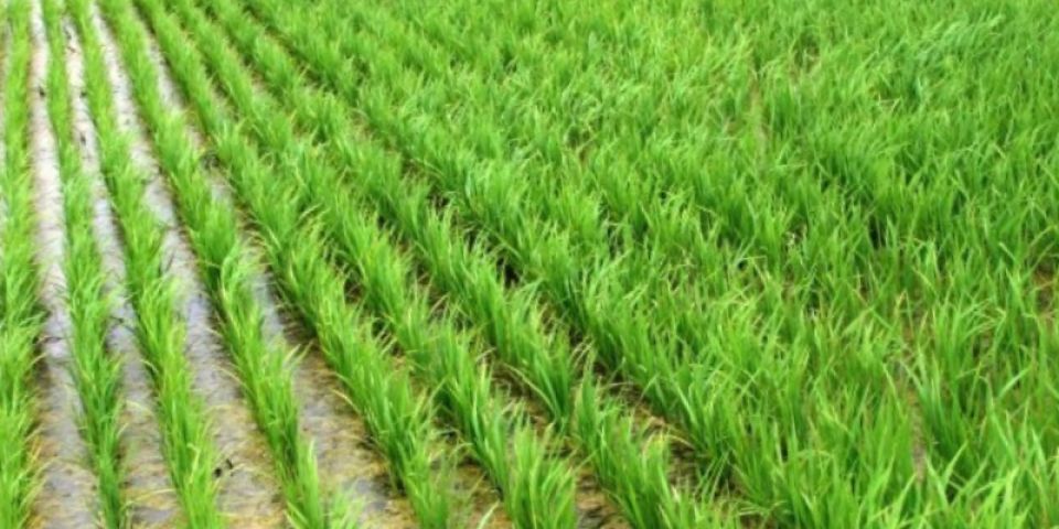 Semeadura de arroz no RS alcança quase 70% no Estado