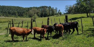 Decrab Camaquã realiza vistoria em propriedade rural e apreende 6 terneiras