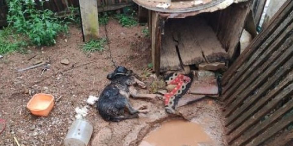 Mulheres são presas por maus-tratos a animais em Encruzilhada do Sul