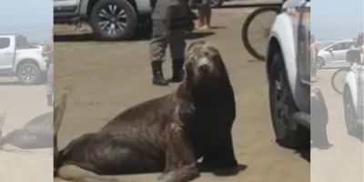 Leão-marinho chama atenção na Praia do Cassino