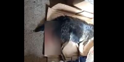 Cão é morto com golpes de tesoura de poda em cidade do Sul do RS