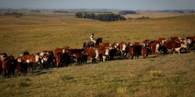 Vacinação contra febre aftosa é prorrogada até 17 de dezembro