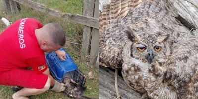 Bombeiros de Tapes resgatam dois animais silvestres 