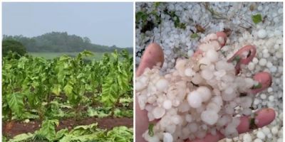 Após queda de granizo, agricultores contabilizam prejuízos em lavouras de tabaco no RS