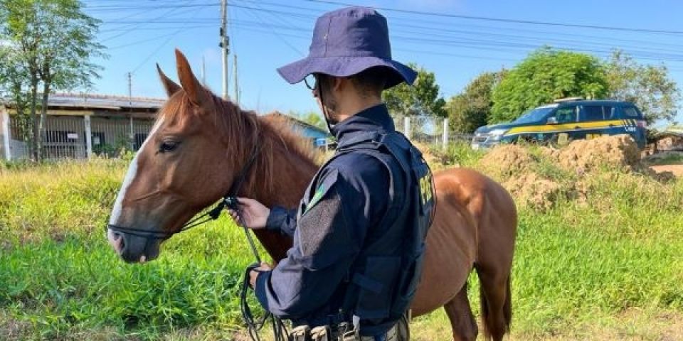 PRF identifica responsável pelos cavalos que causaram acidentes na BR-290 em Eldorado do Sul