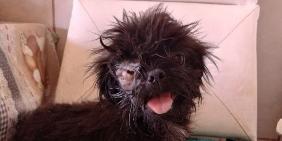 Arca de Camaquã pede doações para custear cirurgia de cão resgatado no aterro sanitário