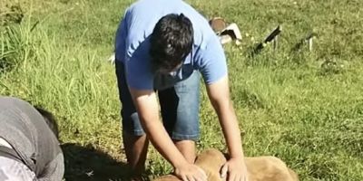 Cavalo atola em terreno baldio, fratura uma das patas e acaba morrendo em Camaquã