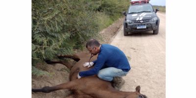 Cavalo com grave ferimento em uma das patas é sacrificado em Camaquã