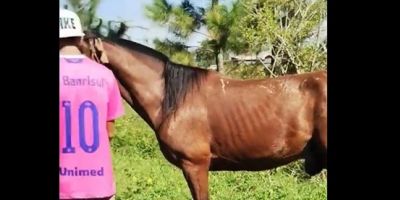 Cavalo é resgatado após ficar cinco dias abandonado em campo próximo à BR-116 em Camaquã