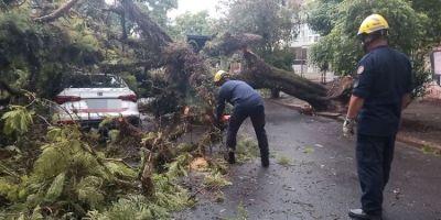 Árvore cai sobre carro com motorista dentro em Porto Alegre