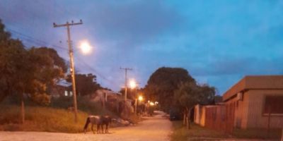 Cavalos soltos em via pública quase causam acidente de trânsito em Camaquã