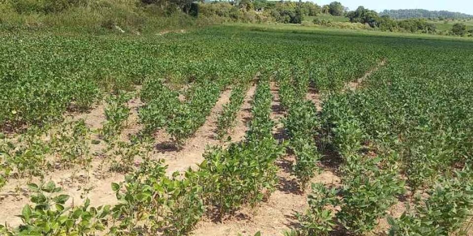 Camaquã decreta situação de emergência devido à estiagem